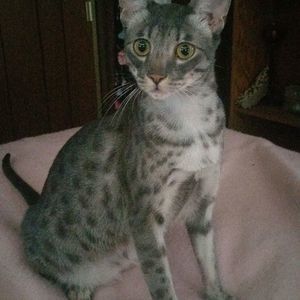 Meet your Posher, Cheryl